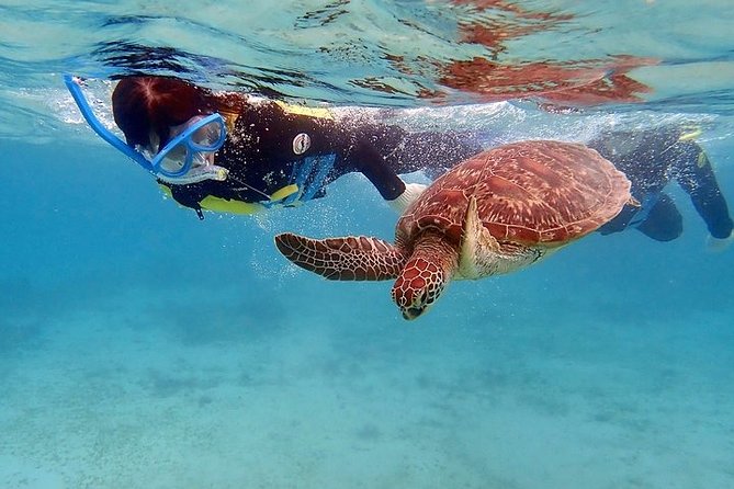 Snorkel/Swim with the Turtles Experience - Starting at 8 a.m. with Hida on Grand Bahama