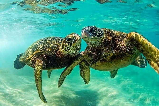 Snorkel/Swim with the Turtles Experience - Bahamian bush tea and a taste of island culture