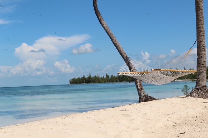 Snorkel/Swim with the Turtles Experience - Snorkeling with Green Sea and Hawksbill Turtles