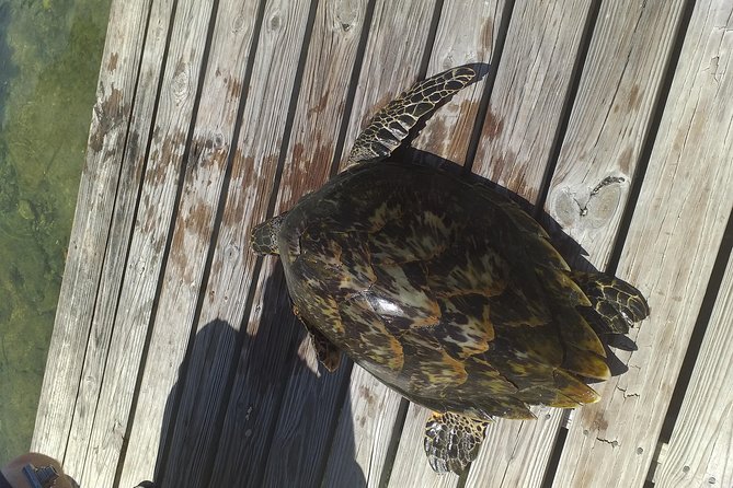 Sweetings Cay Mangrove Kayaking and Turtles - Key points to know before booking