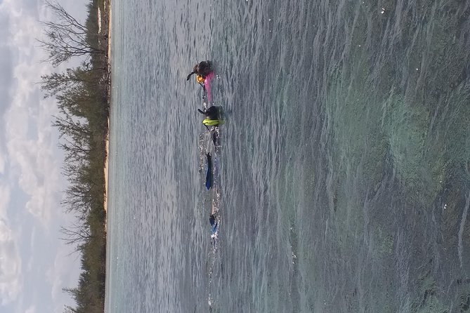 Sweetings Cay Mangrove Kayaking and Turtles - The $25 boat ride to Sweetings Cay