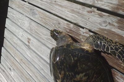 Sweetings Cay Mangrove Kayaking and Turtles