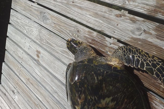 Sweetings Cay Mangrove Kayaking and Turtles - Paddling through mangrove creeks