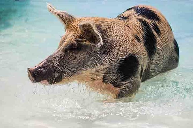 Swim with Pigs on a Tropical Island - Meeting Grand Bahama’s famous beach pigs