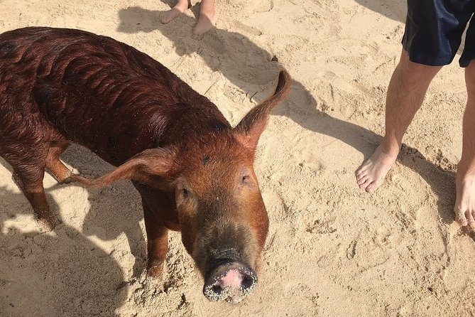 Swim with Pigs on a Tropical Island - West End offers a quieter second stop