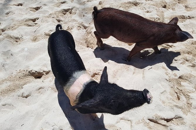 Swim with Pigs on a Tropical Island - What $95.99 buys you