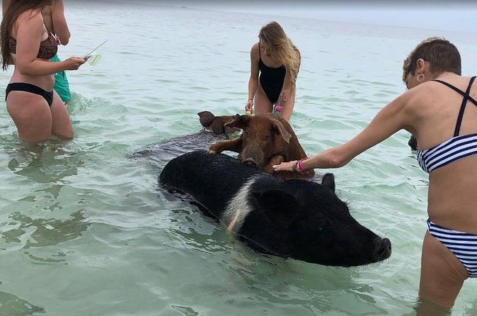 Swim with Pigs on a Tropical Island - Who will enjoy this outing most