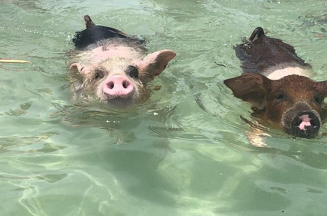 Swim with Pigs on a Tropical Island - Weather, cancellations, and timing