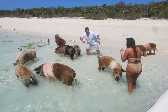 Swim with the Pigs and Explore Caves in Nassau - Safety, cleanliness, and animal handling