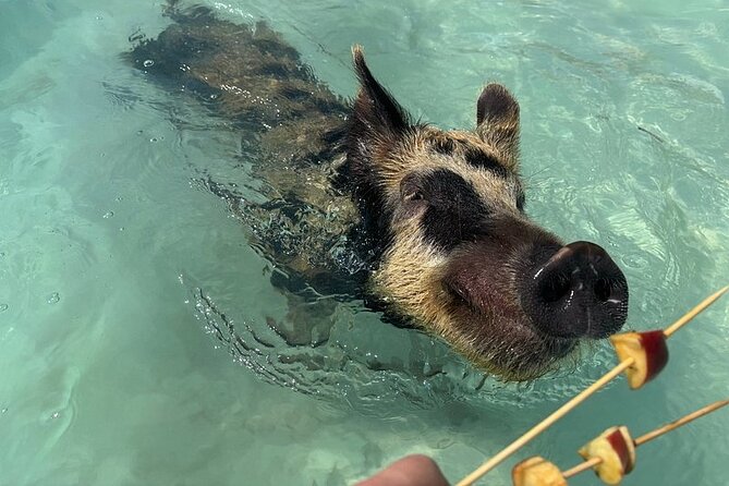 Swim with the Pigs Freeport @Creative Eco Adventures - Feeding time is the easiest way to connect