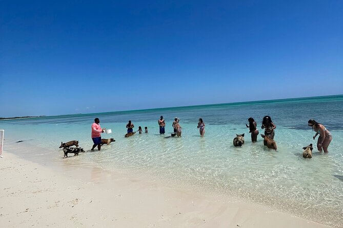 Swim with the Pigs Freeport @Creative Eco Adventures - Photos are part of the experience, not an afterthought