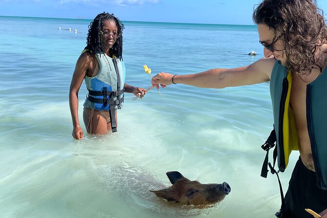 Swim with the Pigs Freeport @Creative Eco Adventures - Why families tend to like this Freeport activity