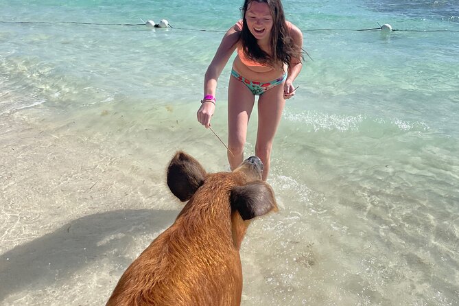Swim with the Pigs Freeport @Creative Eco Adventures - The $71.50 price and what you receive