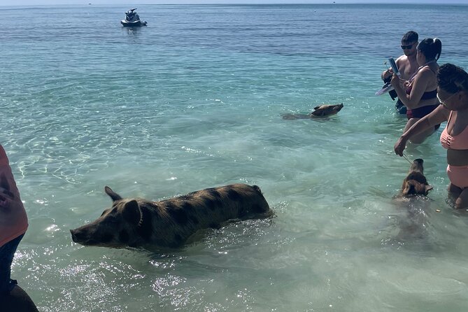 Swim with the Pigs Freeport @Creative Eco Adventures - Weather and cancellation rules matter