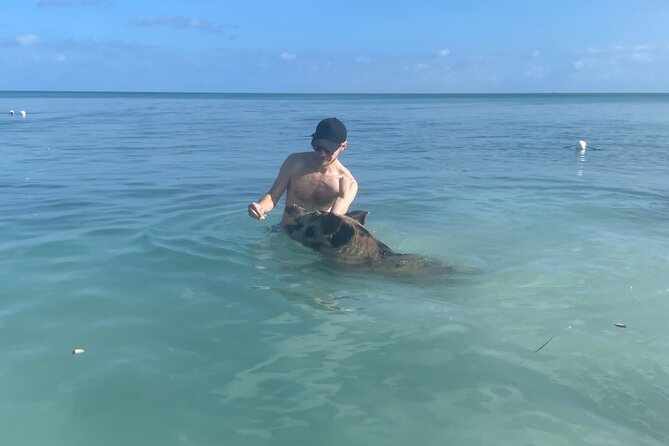 Swim with the Pigs Freeport @Creative Eco Adventures - Swimming with pigs on the beach
