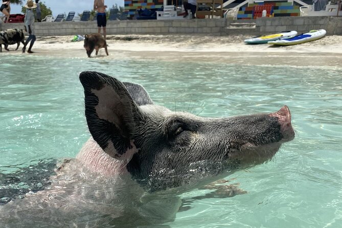 Swim with the Pigs Safari in Bahamas (2hrs) - Key points before you book