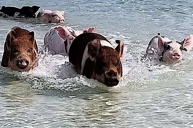 Swim with the Pigs / West End Experience - Why this Grand Bahama daytrip feels different