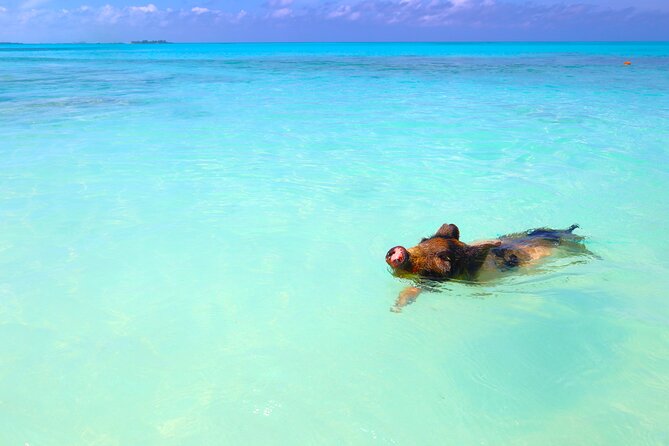 Swimming Pigs and Private Beach Club Escape - Timing, pickup, and cruise-port planning