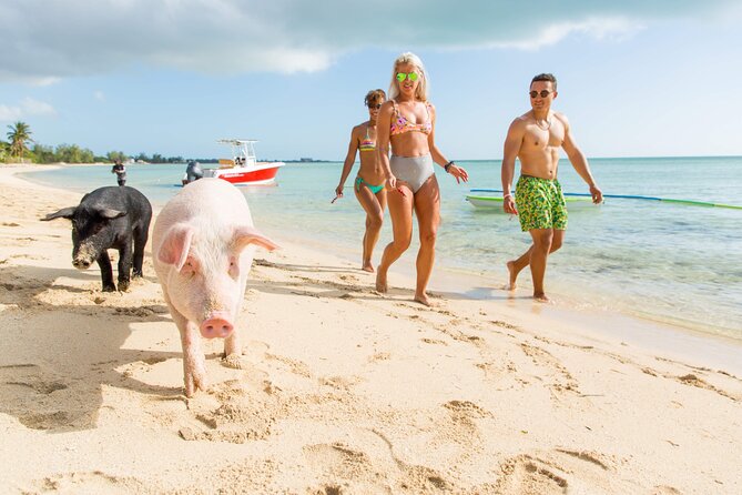 Swimming Pigs & ATV Tour - Inside the Caves of New Providence