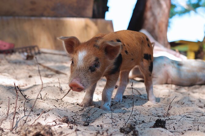 Swimming Pigs & ATV Tour - The guide can shape the whole day