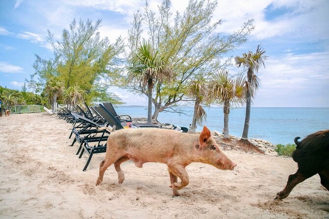 Swimming Pigs Of Rose Island & Beach Day - Group Tour - From Nassau harbor to Rose Island