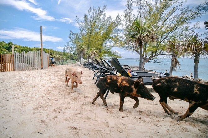 Swimming Pigs Of Rose Island & Beach Day - Group Tour - Swimming, snorkeling, and changing sea conditions