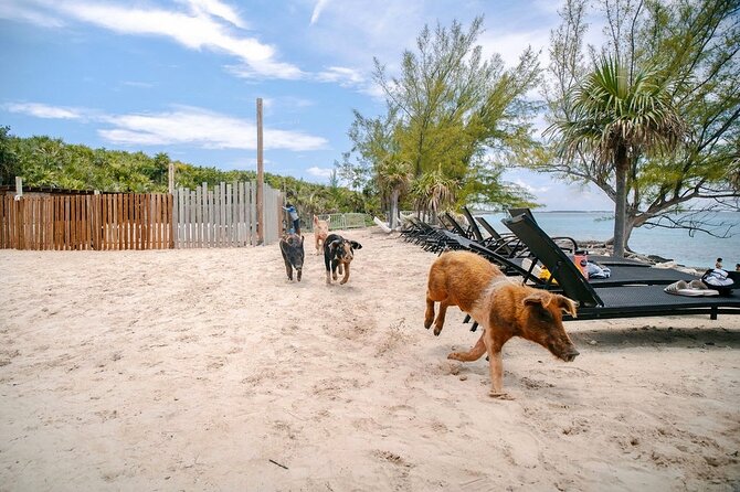 Swimming Pigs Of Rose Island & Beach Day - Group Tour - The return route past Green Cay and Gilligan’s Island