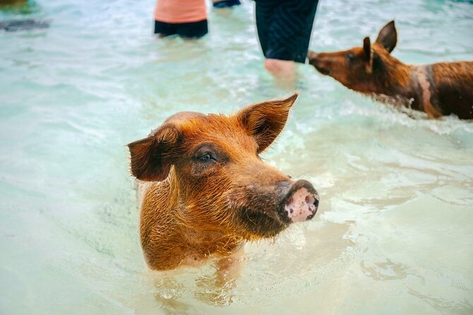 Swimming Pigs Of Rose Island & Beach Day - Group Tour - What to pack and how to prepare