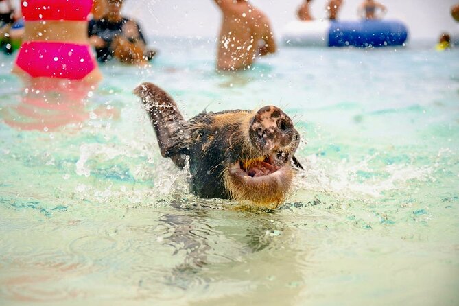Swimming Pigs Of Rose Island Water Taxi Nassau Bahamas - How long the tour really takes