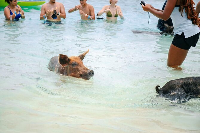 Swimming Pigs Of Rose Island Water Taxi Nassau Bahamas - Meeting the boat without stress