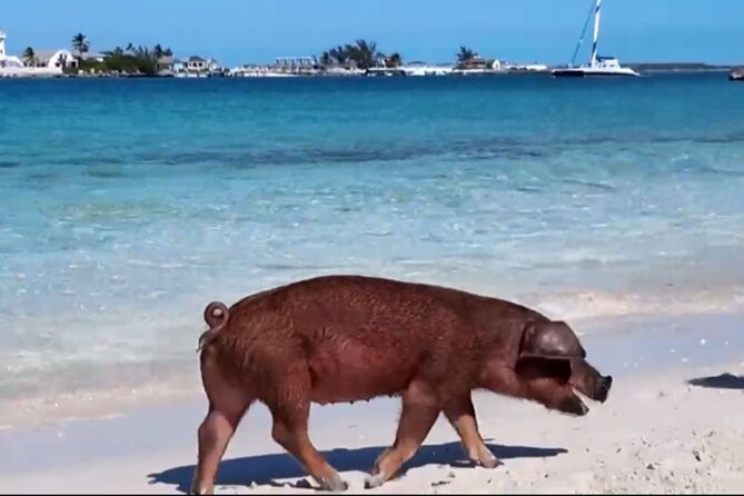 Swimming Pigs, Snorkeling and Beach Tour in Nassau Bahamas - A Nassau excursion built around three quick hits