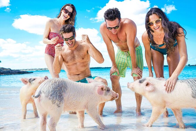 Swimming Pigs, Turtles & Reef Snorkel in Nassau-Champion Tours - What this Nassau speedboat trip is really like