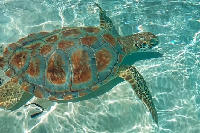 Swimming Pigs, Turtles & Reef Snorkel in Nassau-Champion Tours - Family appeal and safety details