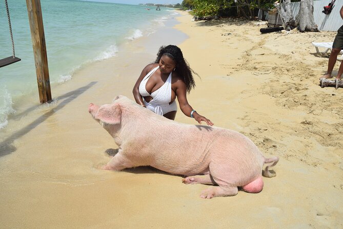 Swimming with Pigs in Nassau, Transportation Included - Rose Island pigs, beach time, and a little island fun