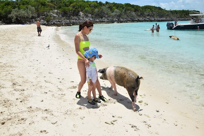 Swimming with Pigs in Nassau, Transportation Included - The 30-minute pig encounter