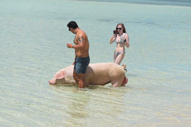 Swimming with Pigs in Nassau, Transportation Included - Is the $179 price good value?