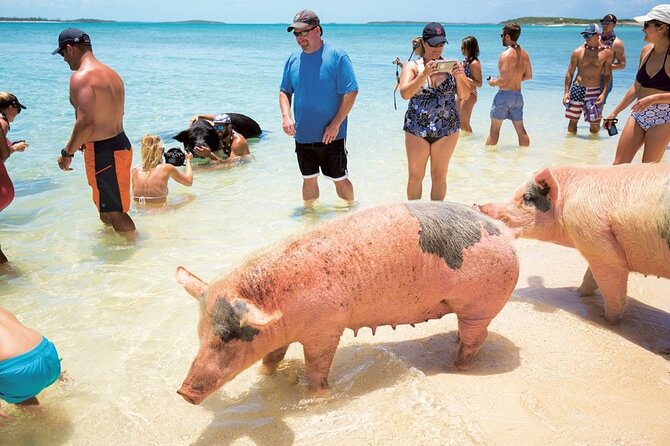 Swimming with Pigs in Nassau, Transportation Included - A 9:00 a.m. pickup with local character