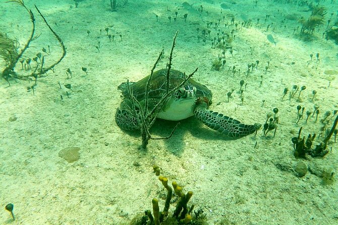 Top 4 Snorkeling Adventures in Bimini - Fish, turtles, rays, and more in one short outing